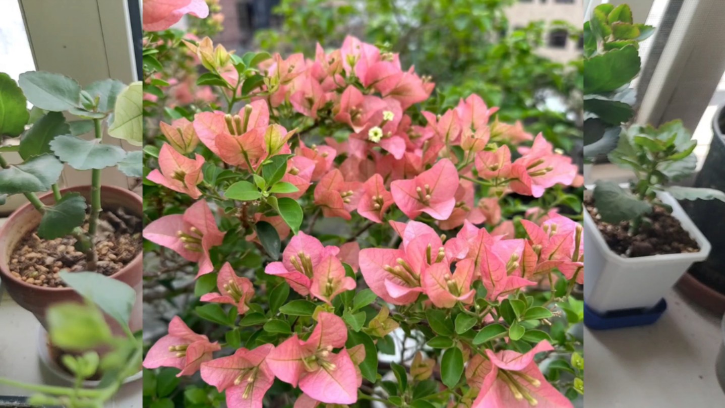 优秀的卡亚塔三角梅为什么容易得炭疽病?