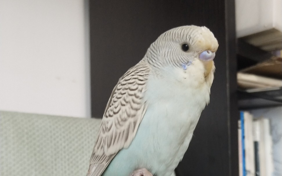 【虎皮鹦鹉】这训练真废手