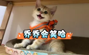 Скачать видео: 大古和他的猫｜买了两个牵引绳，乔乔真的会笑哈