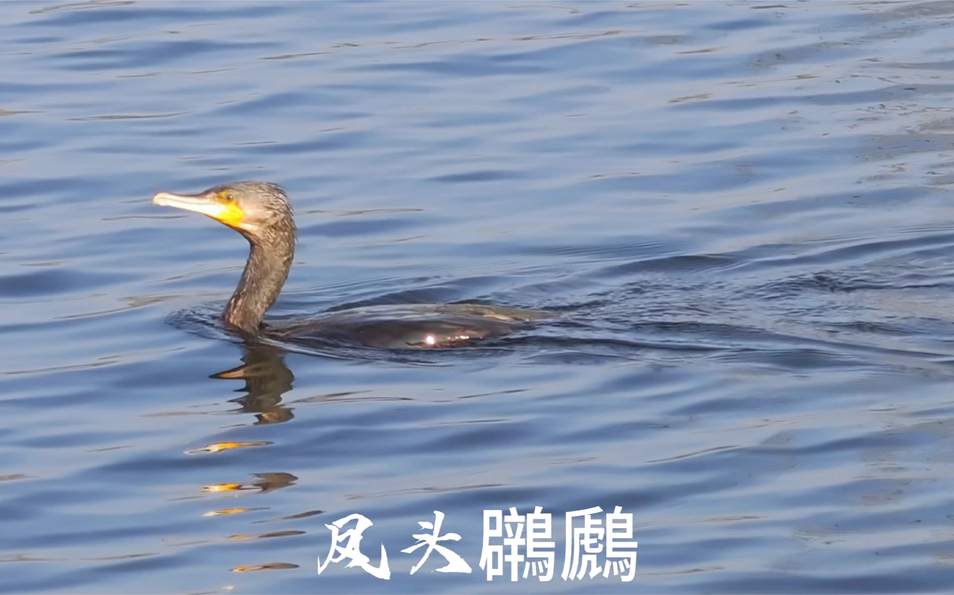 [图]做一只候鸟，飞跃山海，一生与天空为伴，四海为家。