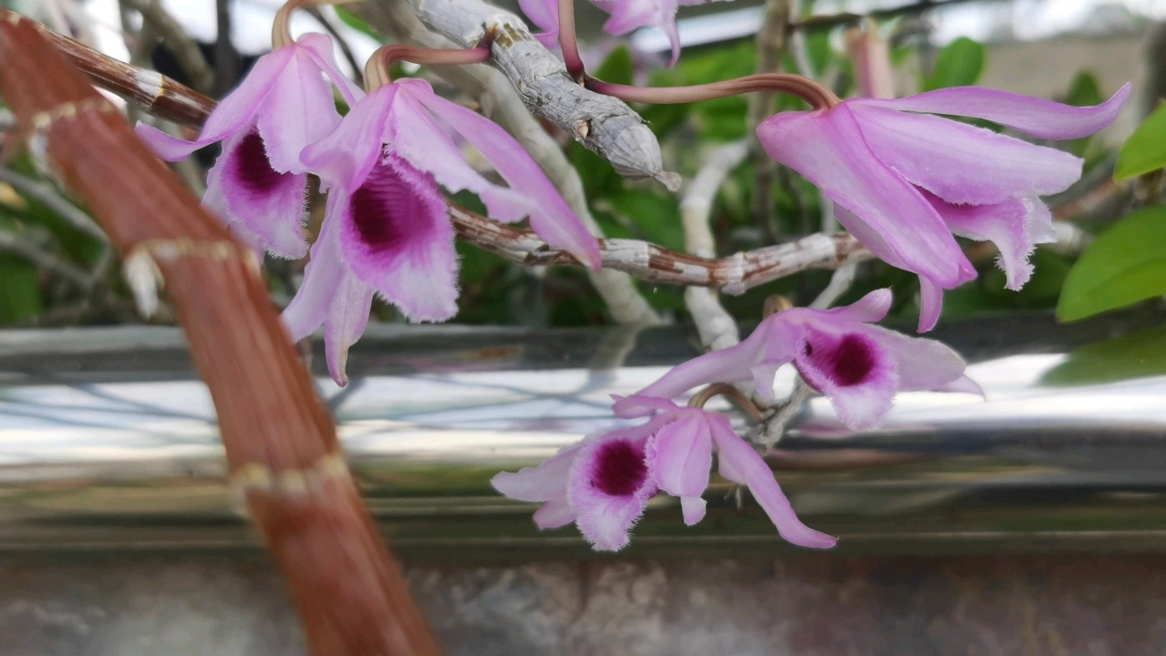 檀香石斛(广西檀香石斛)