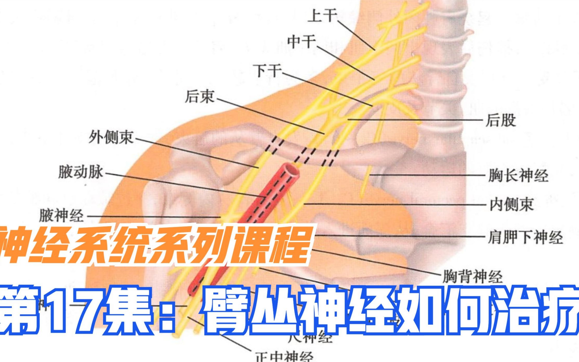 臂丛神经受损表现为肩部和上肢疼痛,分享3种查体方法和治疗方式哔哩哔哩bilibili