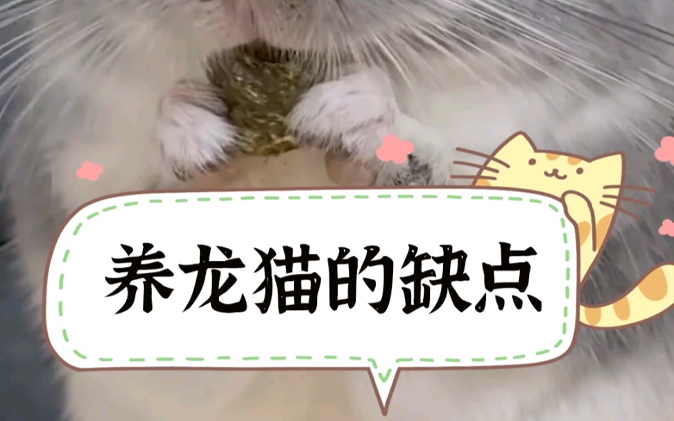 养龙猫有什么缺点呢?哔哩哔哩bilibili