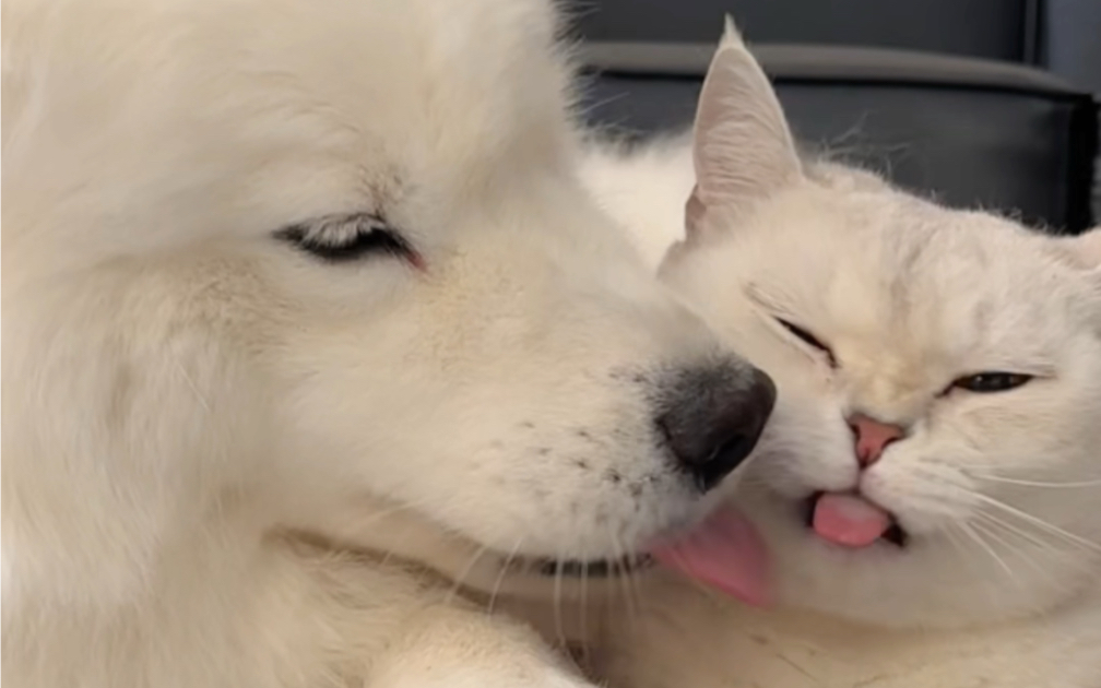 怎么会有这么宠猫的萨摩耶耶啊