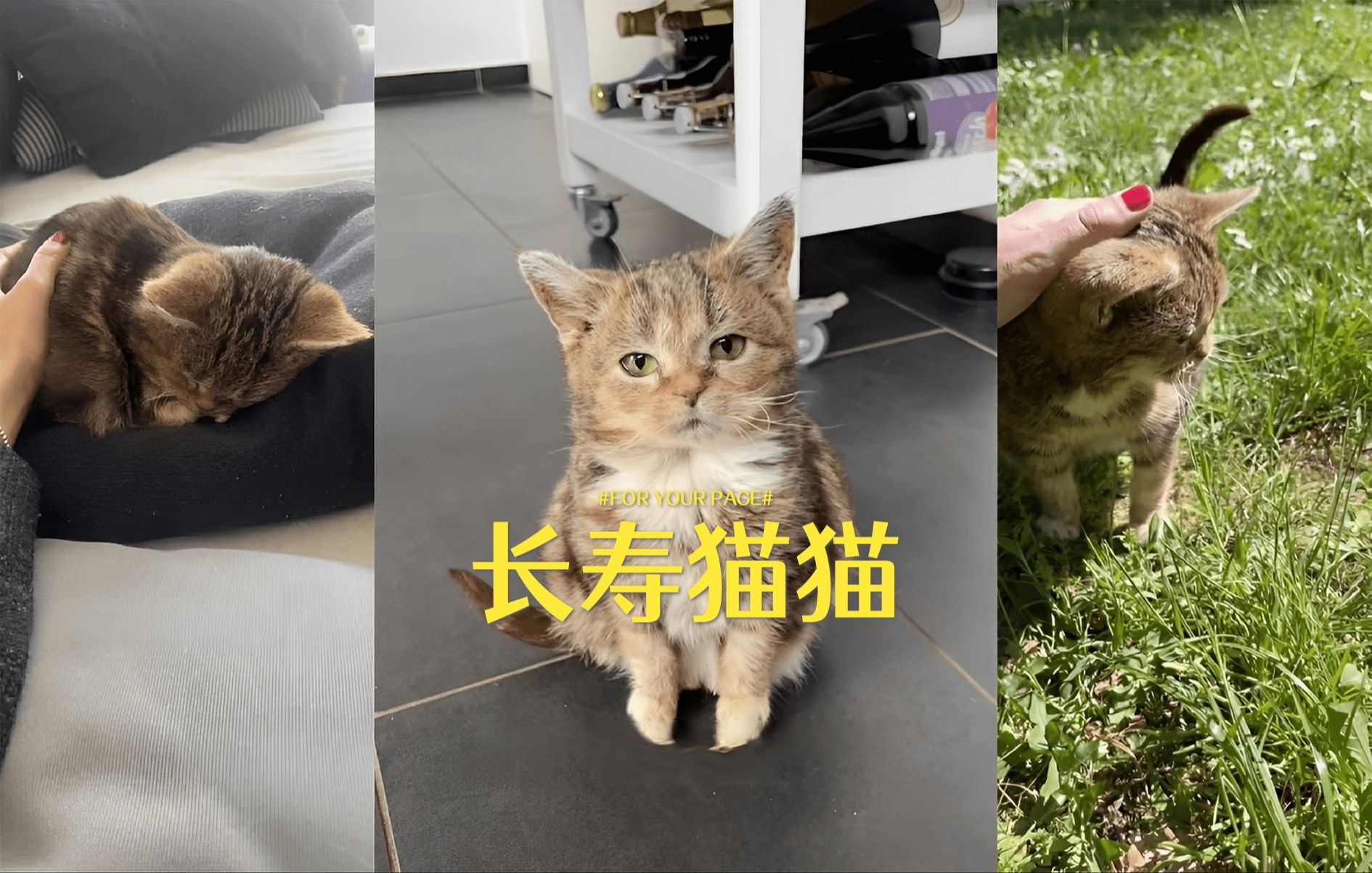 都来接长寿猫猫,14岁的小老头生日快乐 𐟎‚哔哩哔哩bilibili