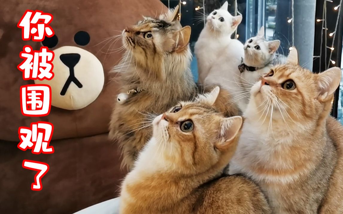 被一群猫咪围观是什么感觉