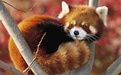 [图][小熊猫·熟肉]小熊猫保护速览RED PANDA - Species Spotlight