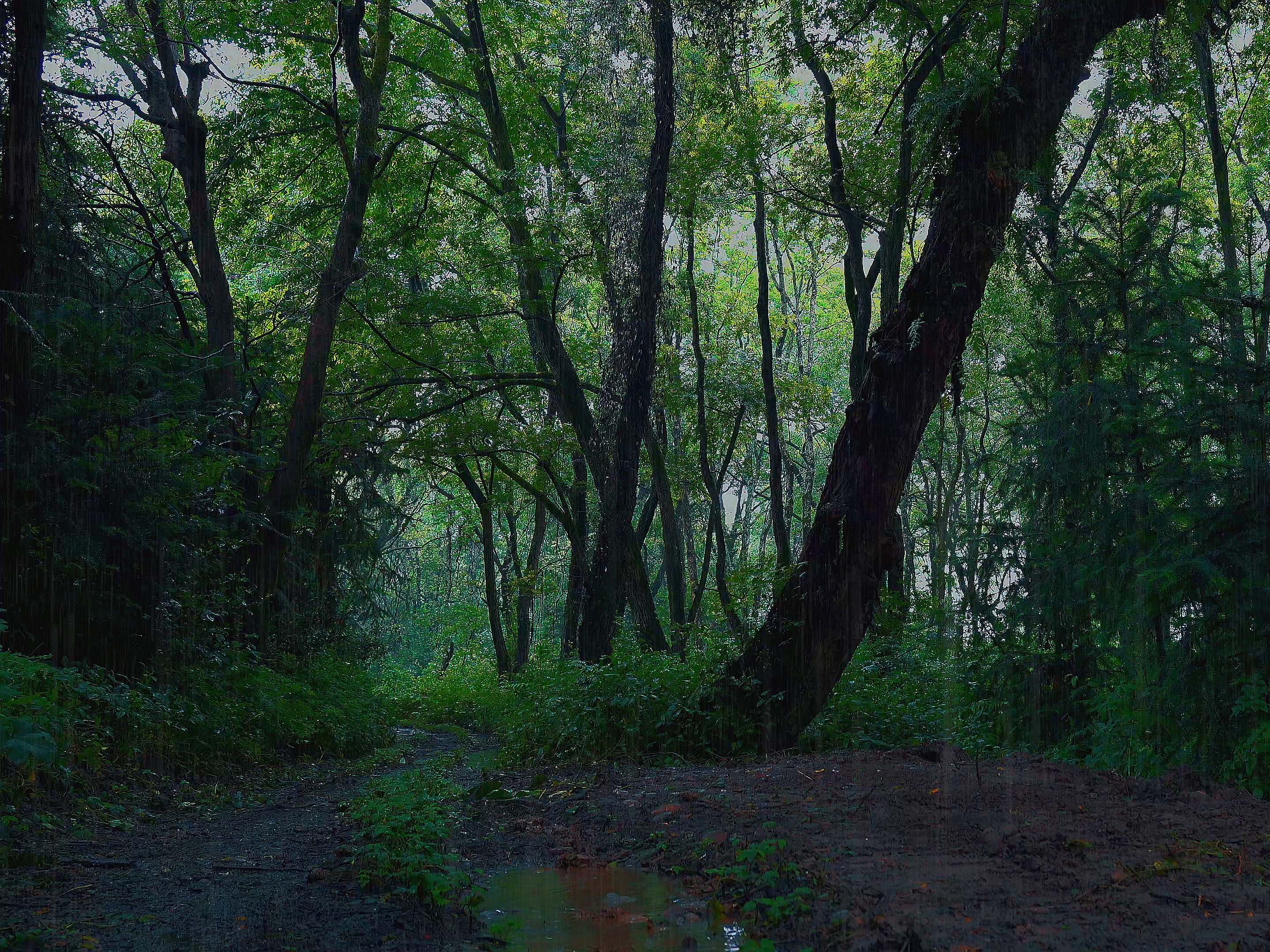一秒入睡✅森林中下雨声助眠睡眠用超熟睡音乐净化大脑环境音按摩