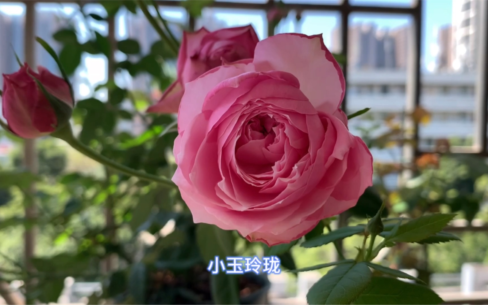 京-中国古老月季玉玲珑的后代,花量大抗病直立性好耐热_哔哩哔哩_bili