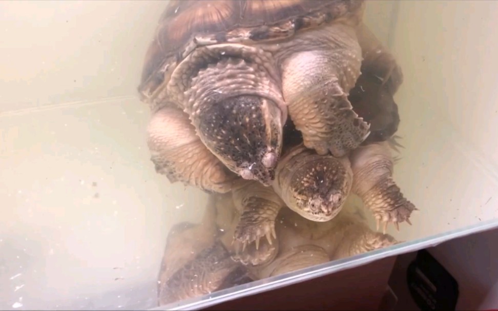 北美拟鳄龟交尾