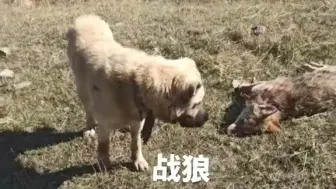 Download Video: 坎高犬战胜野狼，等待主人的到来