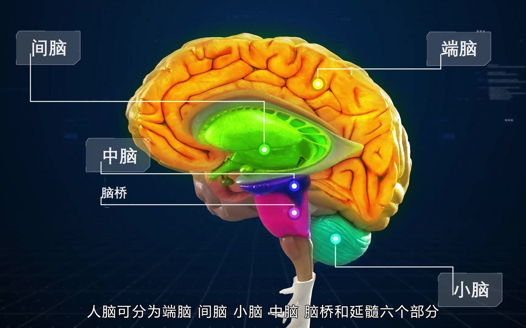 一分钟带你了解,人体的神经系统,感叹人体的神奇吧!哔哩哔哩bilibili