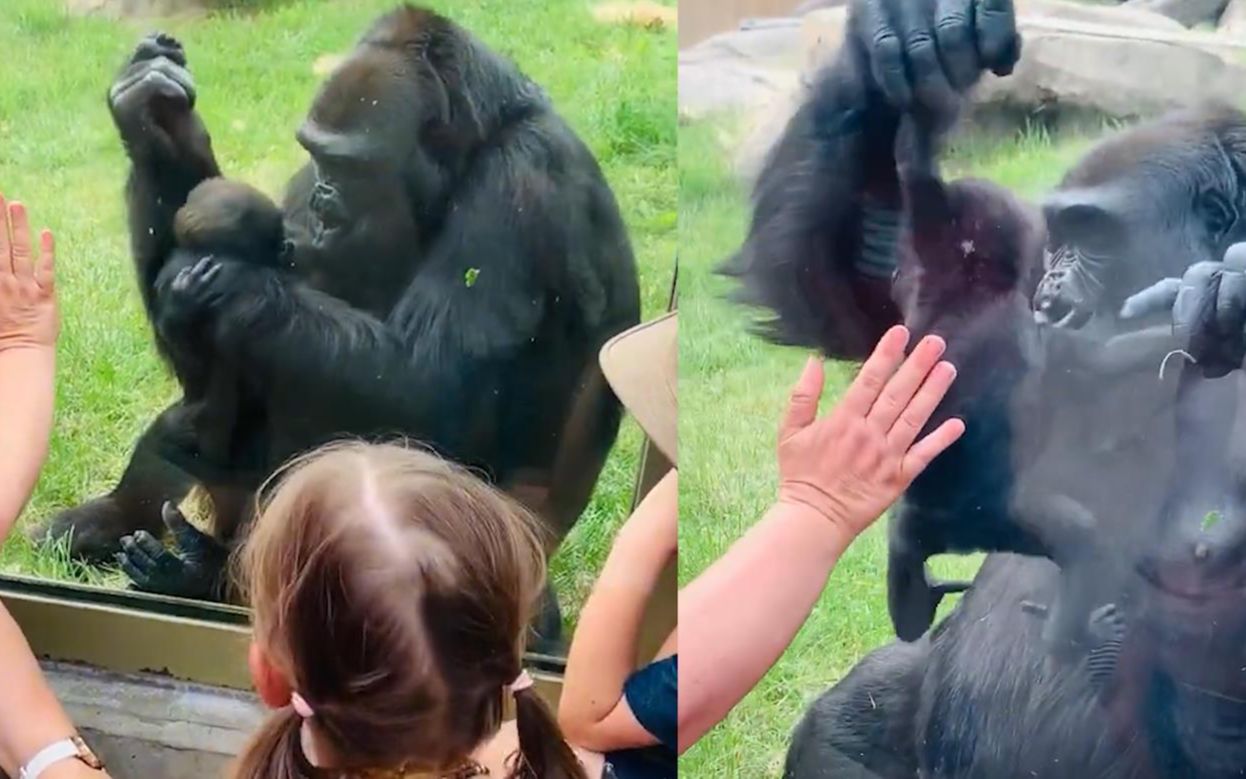 [图]国外一名母亲带娃去动物园，看得大猩猩激动“晒娃”：谁没有啊！