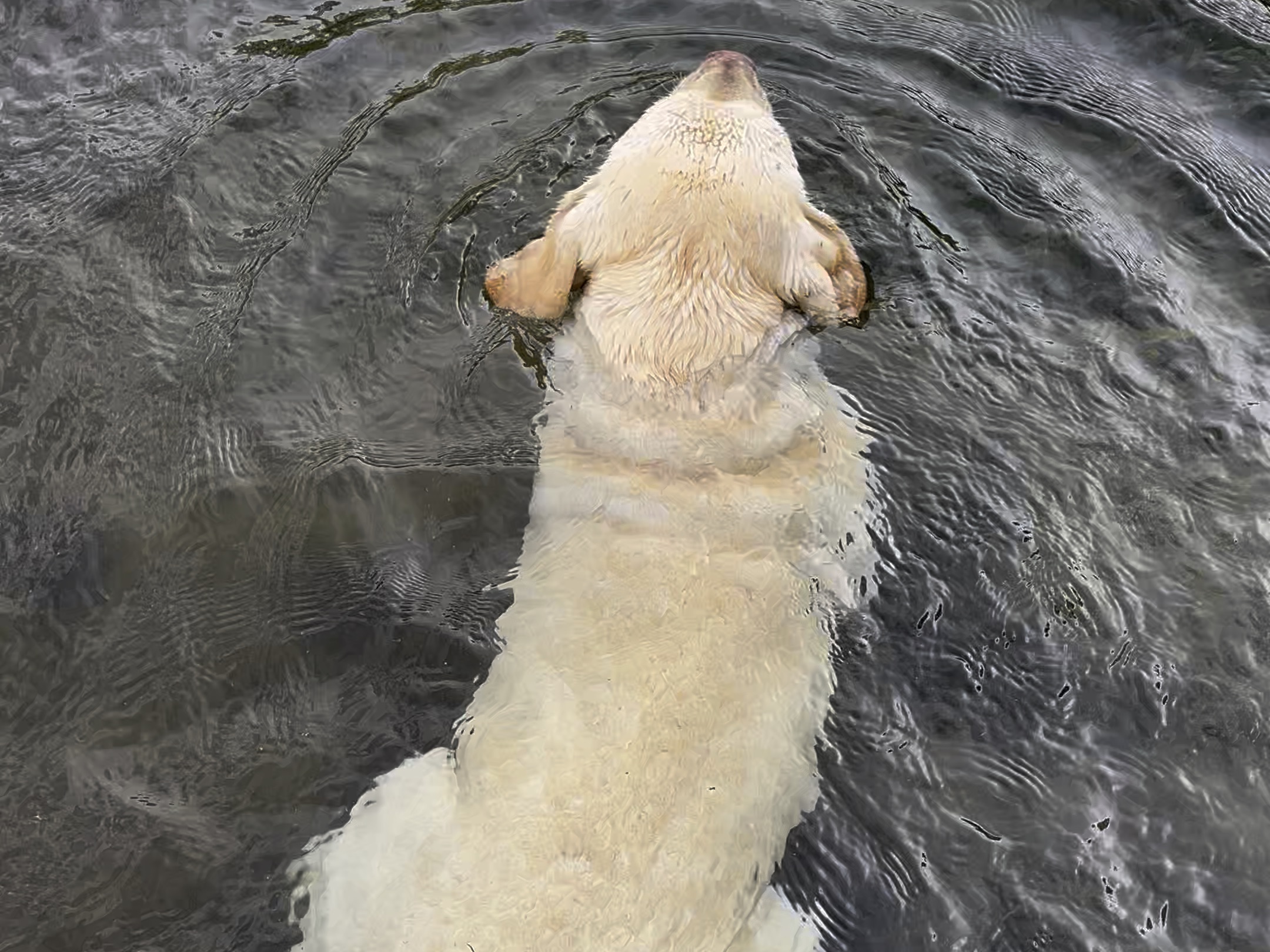 真正的水猎犬