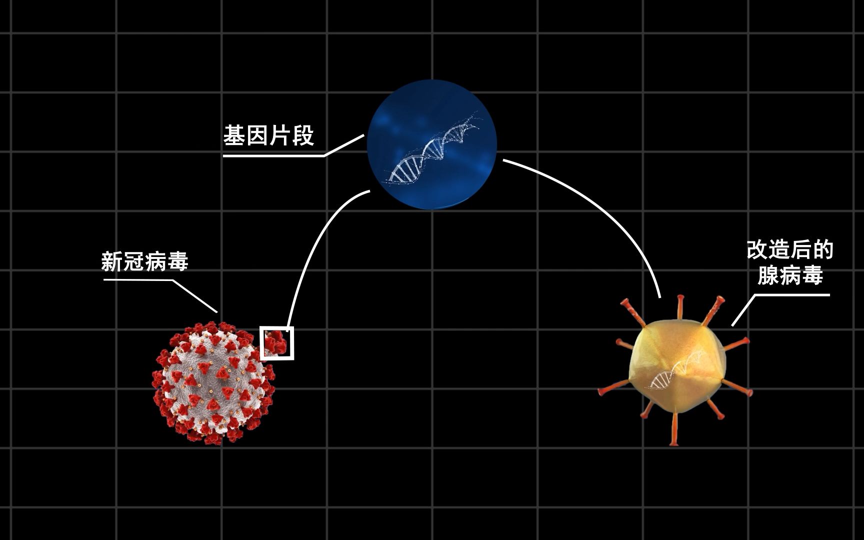 [图]【新冠疫苗】什么是重组腺病毒载体疫苗？