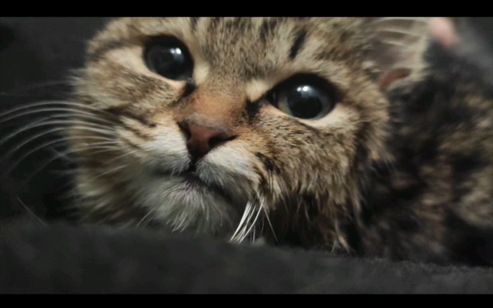 大狸子,面部特写