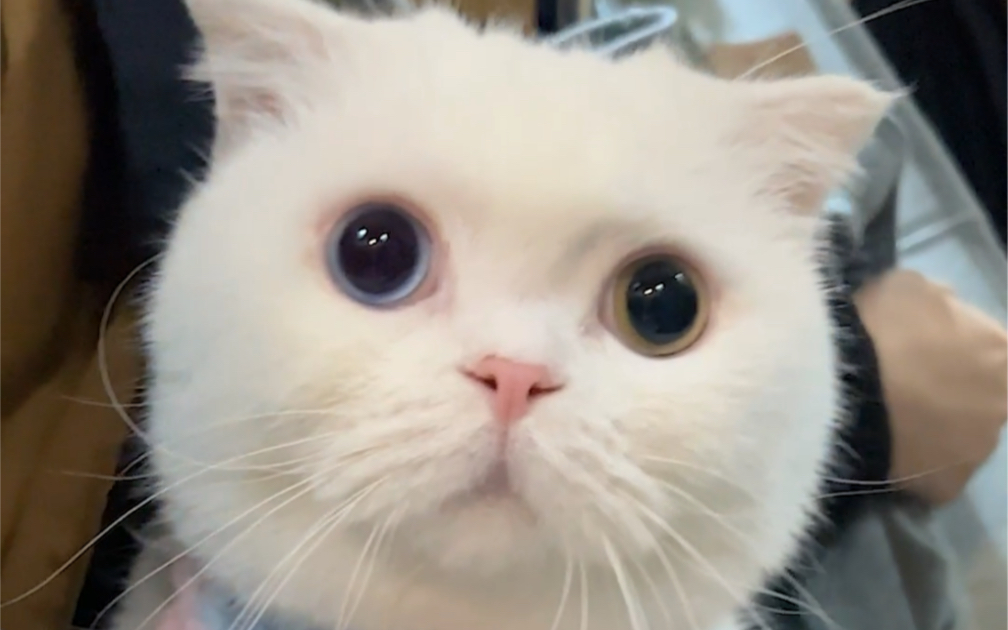 怎么才会有带出门也这么乖的小猫咪呢带斯基出门真省心