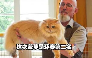 Tải video: 裁判说:如果你的猫不喜欢被陌生人碰，就不要来比赛了。