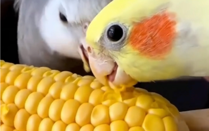 喜欢吃玉米的玄凤鹦鹉