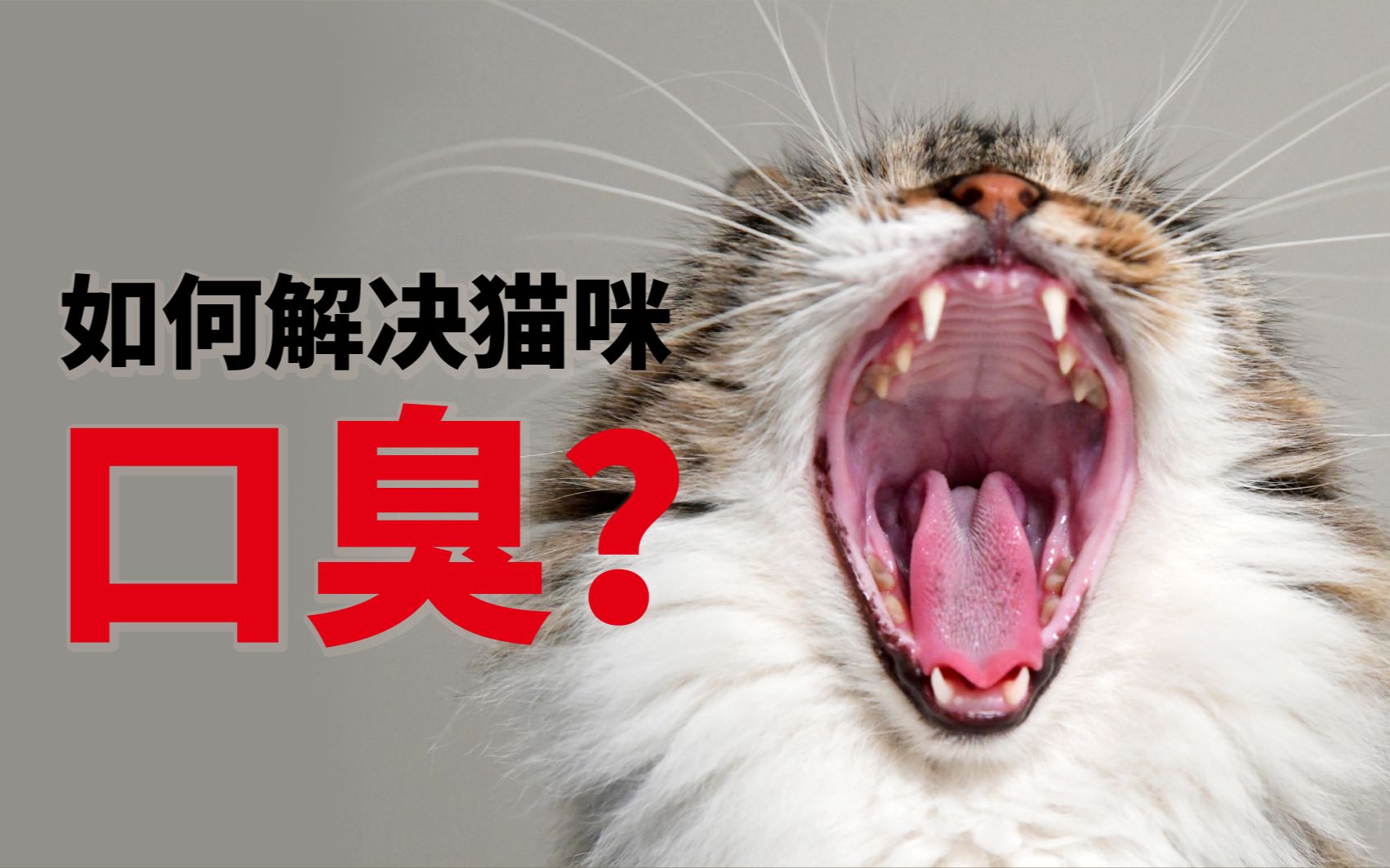 如何解决猫咪口臭?哔哩哔哩bilibili