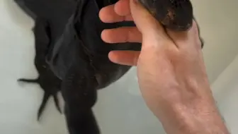 温顺的大黑龙 超好撸