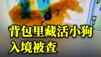 Descargar video: 海关：我们检出过很多匪夷所思的东西......