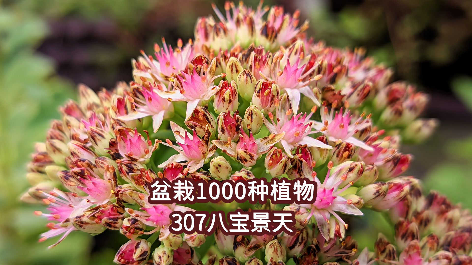 盆栽1000种植物|307 八宝景天哔哩哔哩bilibili