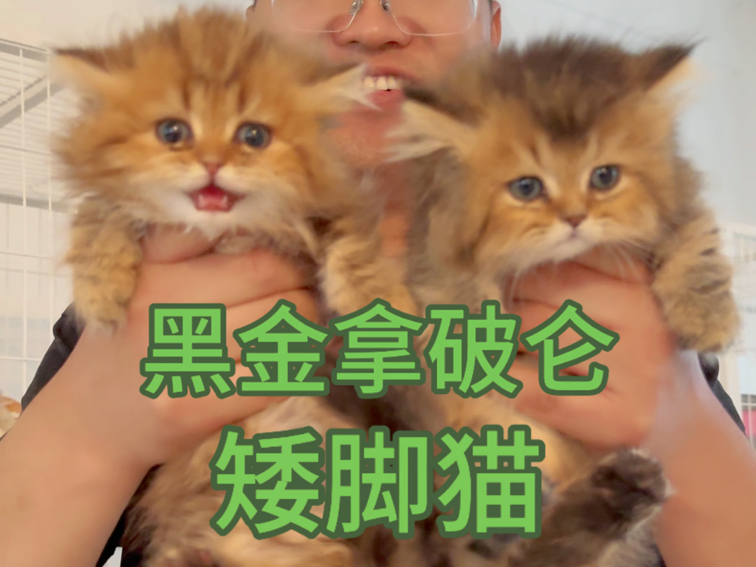 黑金拿破仑矮脚猫颜色不好看但特殊哔哩哔哩bilibili