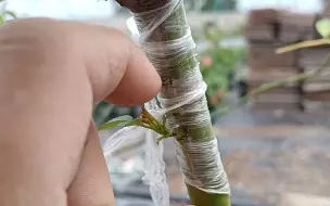 Скачать видео: 嫁接月季时，是不是芽点越多越好？你这么认为就错了