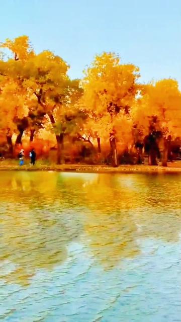 《小白杨》是一首以白杨树作比喻,赞美边防战士不怕苦,不怕累的革命