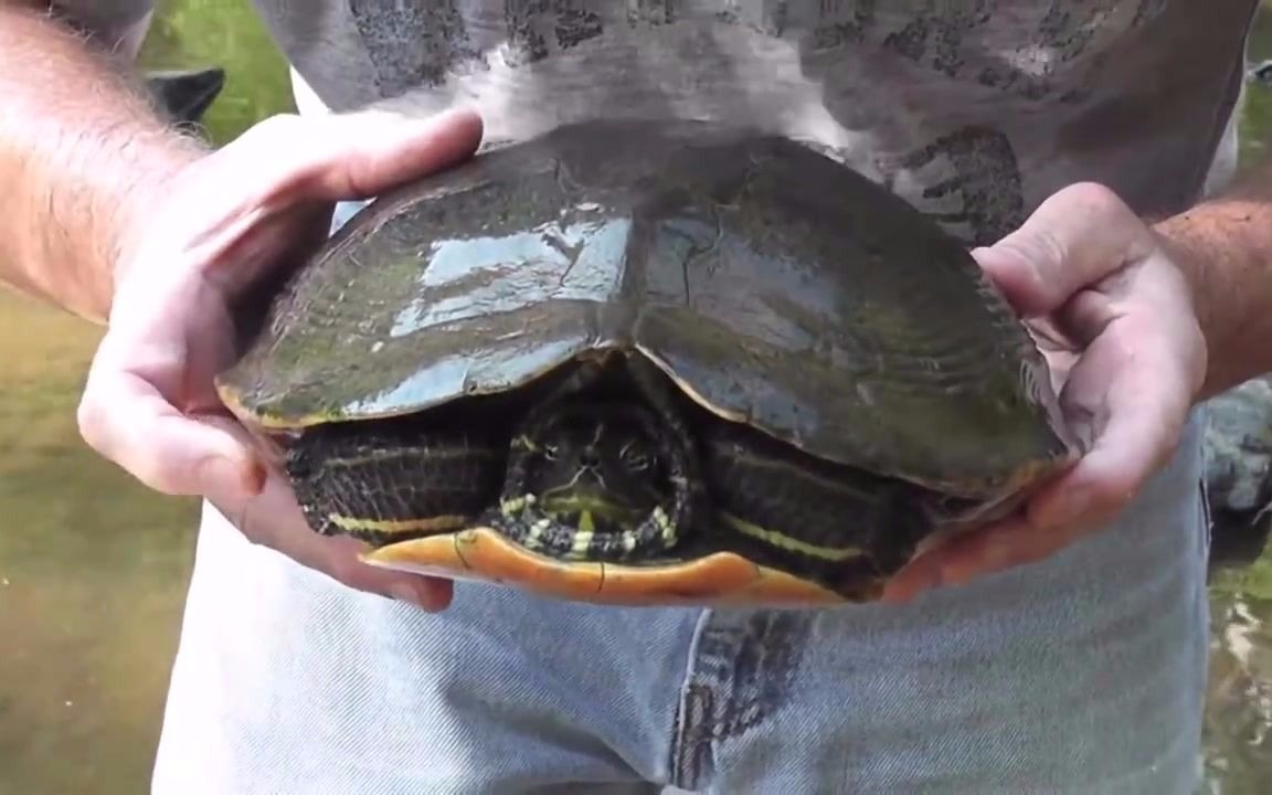 【搬运】如何简单四步抓住一只乌龟? 东部甜甜圈/河伪龟