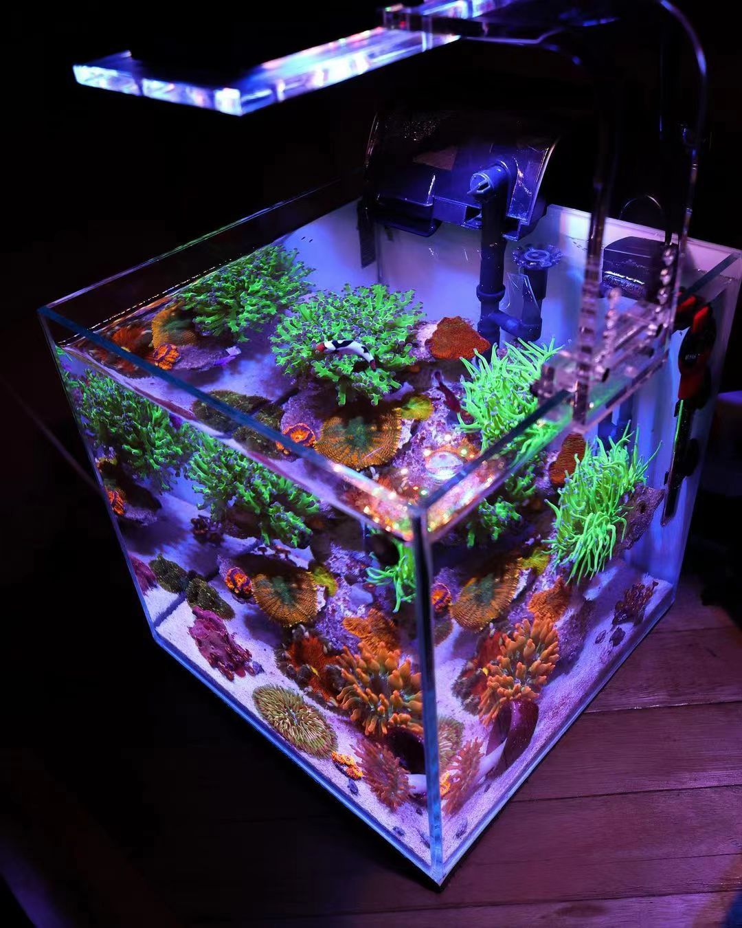 小背滤海缸如何搭配生物和饲养