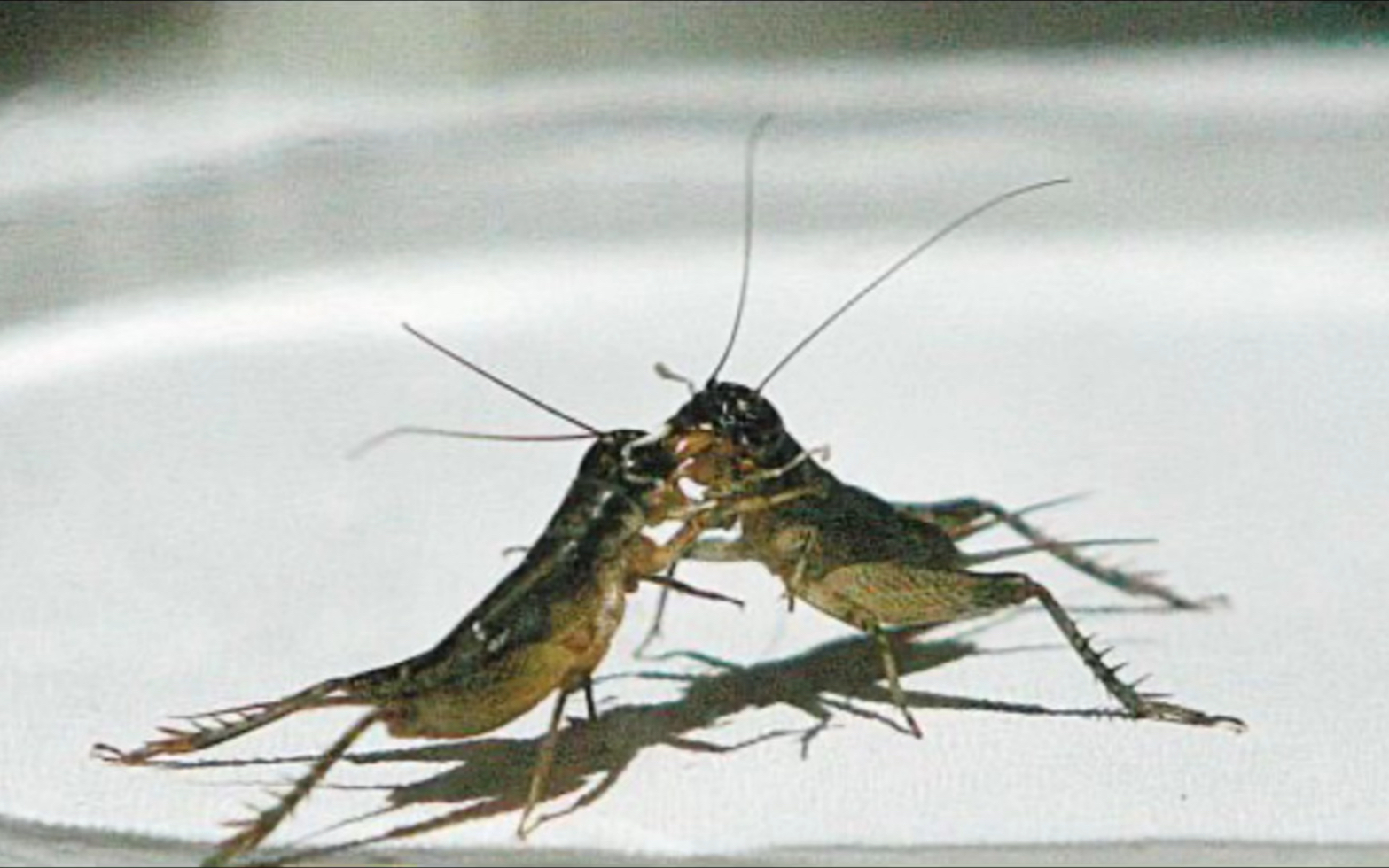 斗蛐蛐战斗一触即发