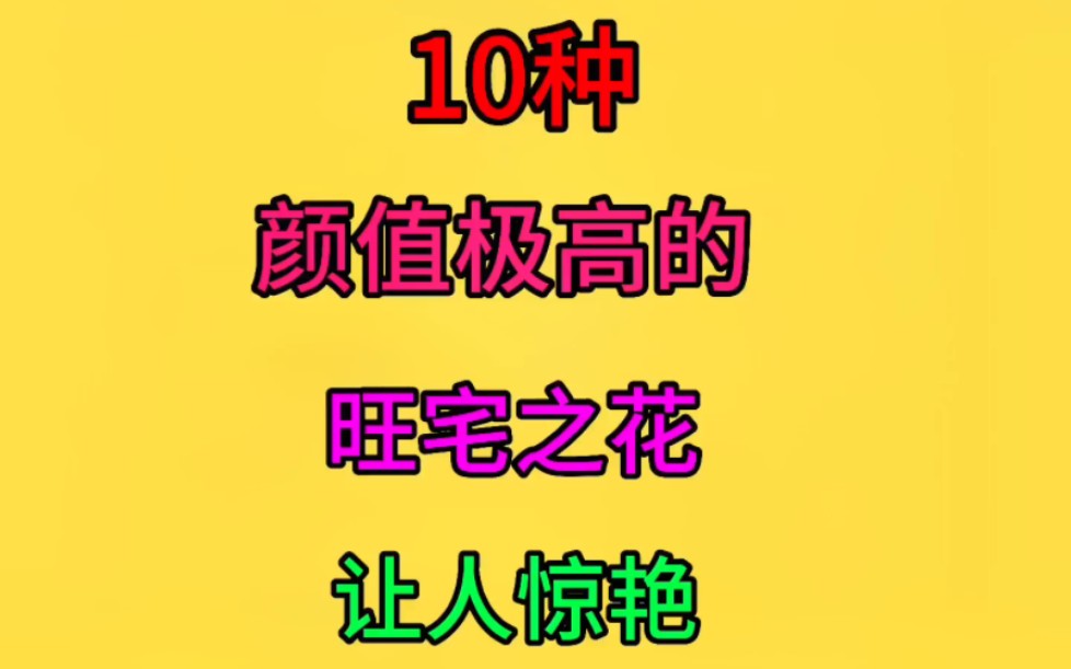 十种颜值极高的绿植盆栽,家中有花十有九发哔哩哔哩bilibili