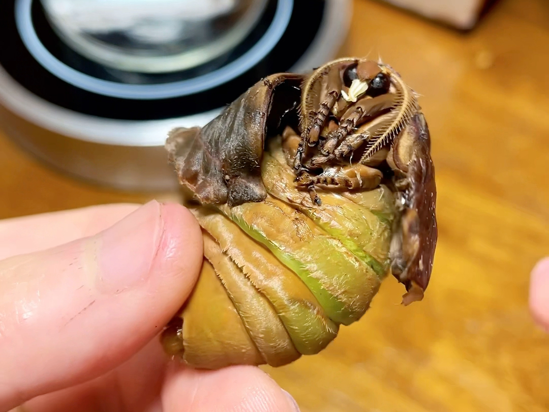 今天吃这个满籽蚕蛾