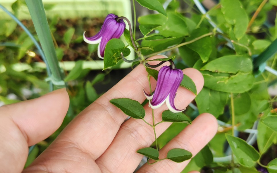 铃铛铁线莲紫龙晶,哇紫哇紫的颜色,特别漂亮,比较丰花