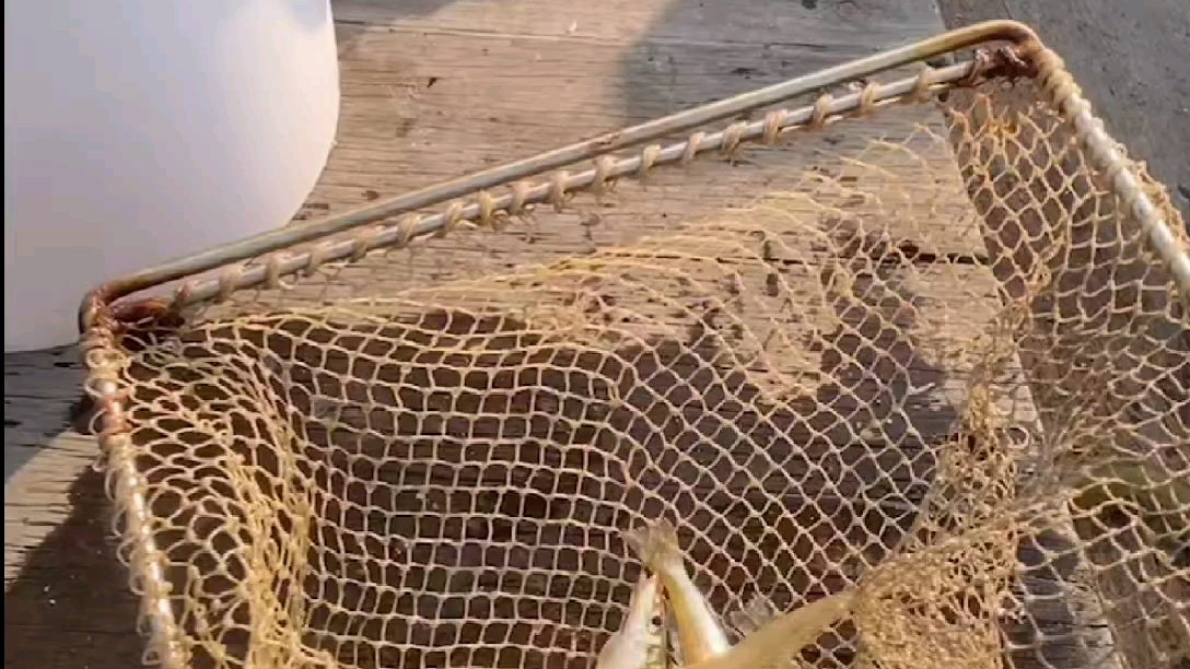 最近出海,基本上都是几十块一斤的沙尖鱼 #北海海钓 #北海捕鱼