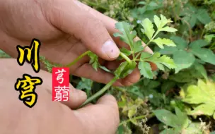 植株像芹菜，根部大价值，它就是有“头痛第一要药”美誉的川穹！