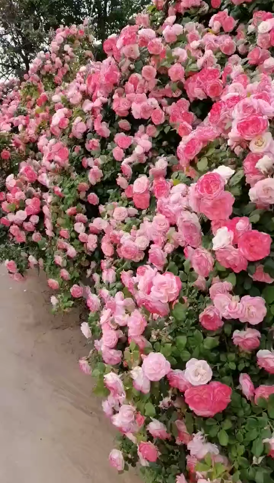 随手拍月季藤本樱霞朋友圈存的不清晰