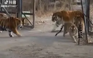 东北虎 搜索结果 哔哩哔哩弹幕视频网 つロ乾杯 Bilibili