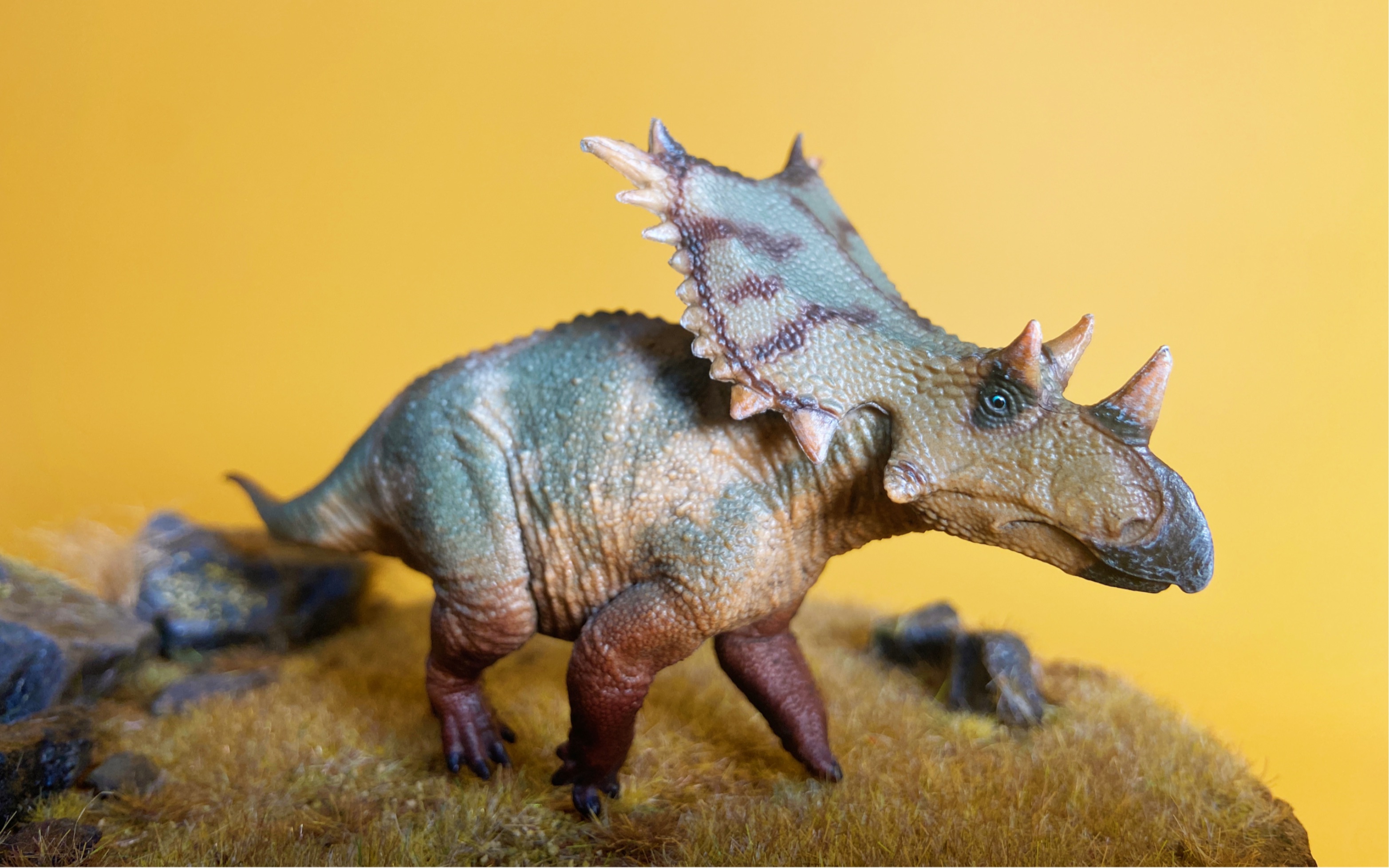 好龙谷 开角龙开箱