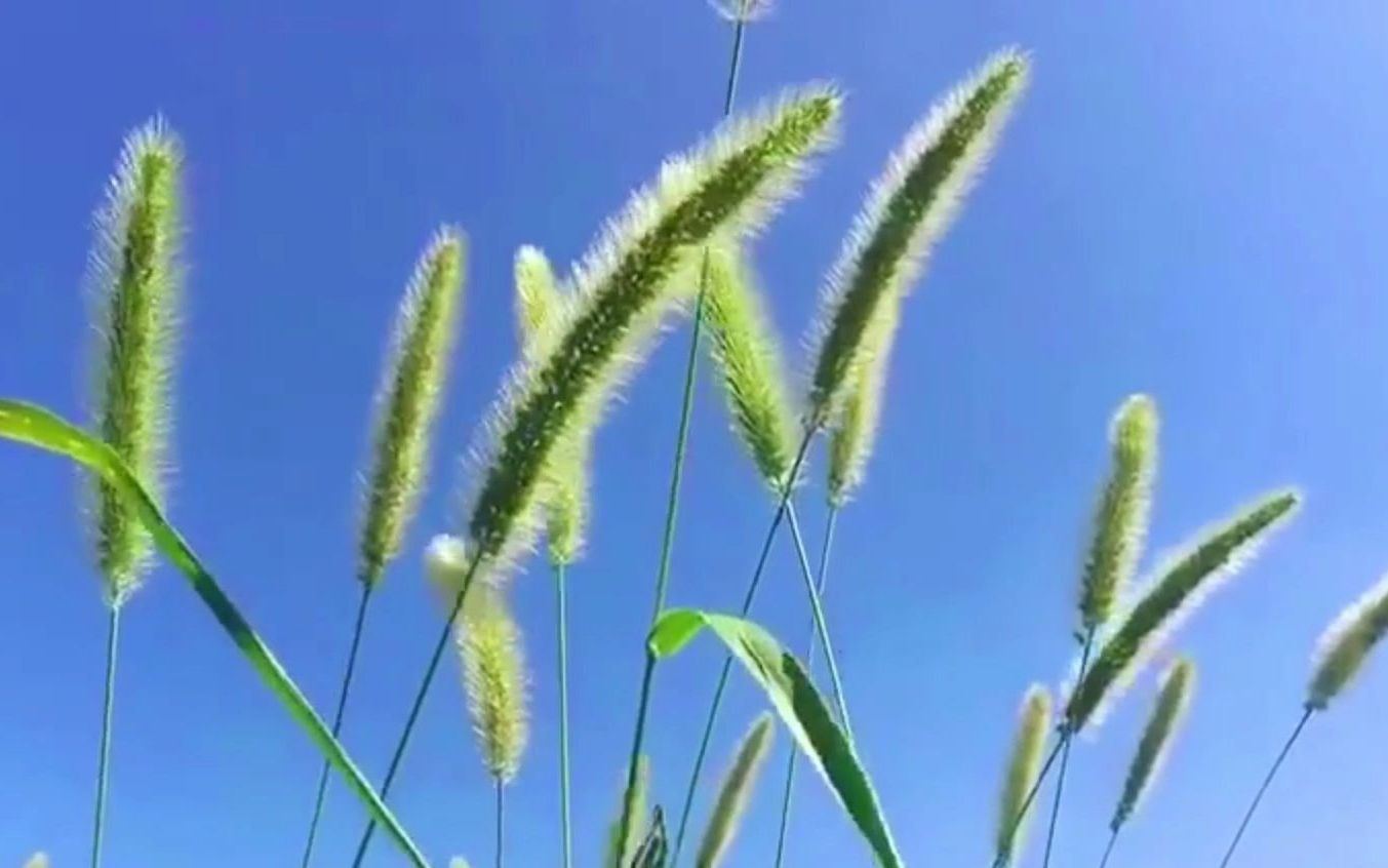 [图]《野草》题辞 鲁迅