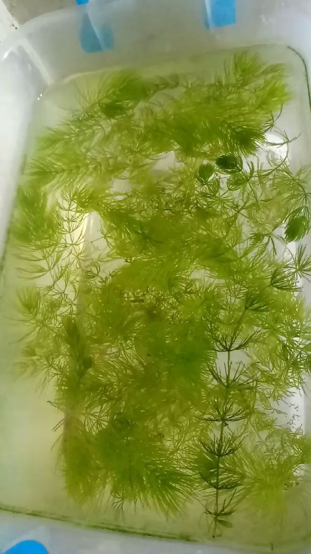 金鱼藻果实图片