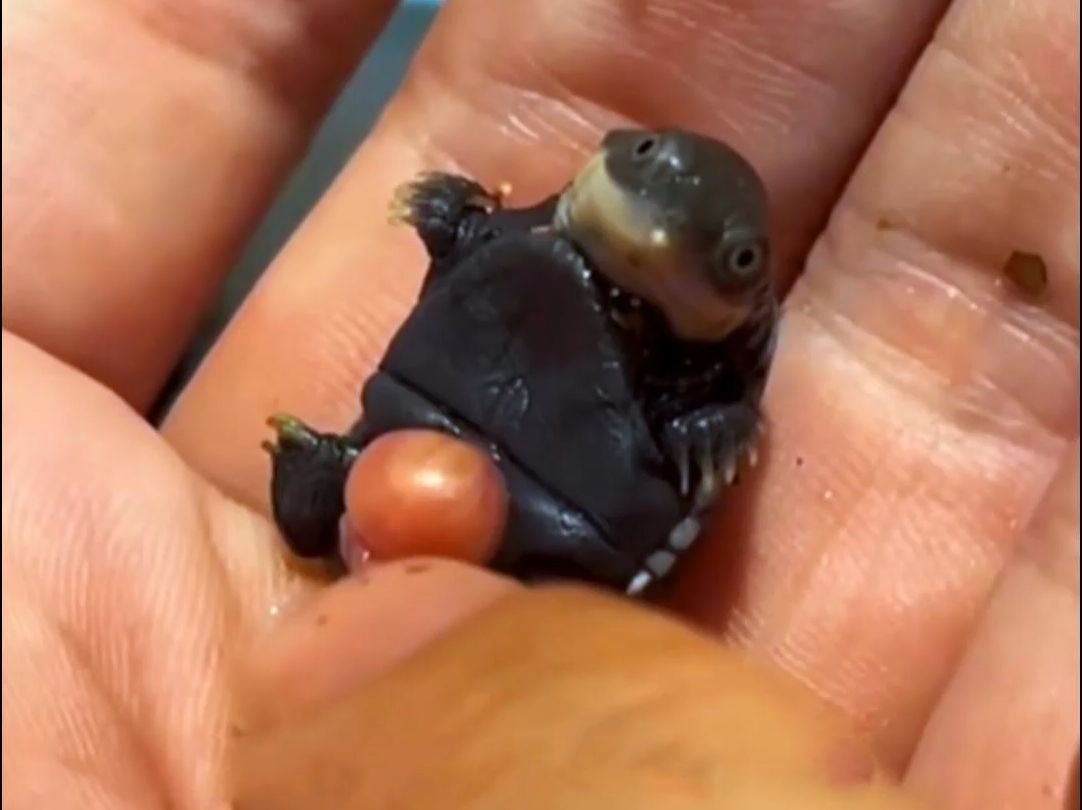 男子孵出一只奇葩乌龟!不仅解锁了新技能,还教会了其他龟