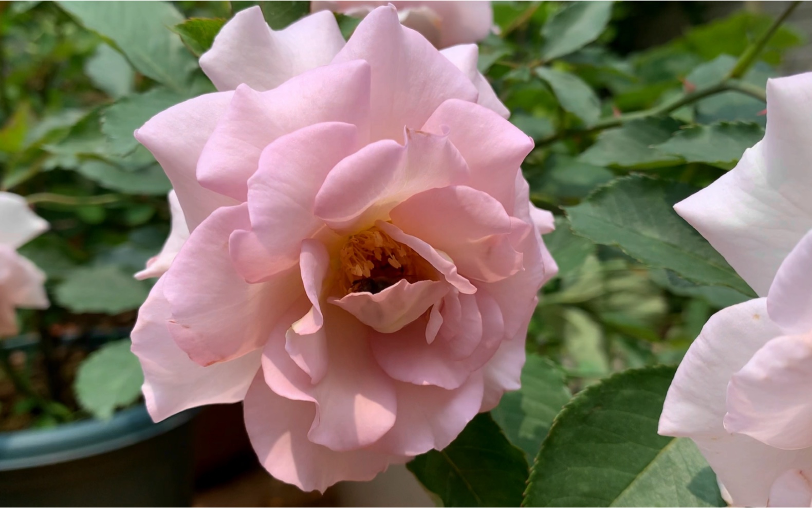 月季:新浪潮.大花品种,层层叠叠,波浪花边,复古粉紫,爱了爱了