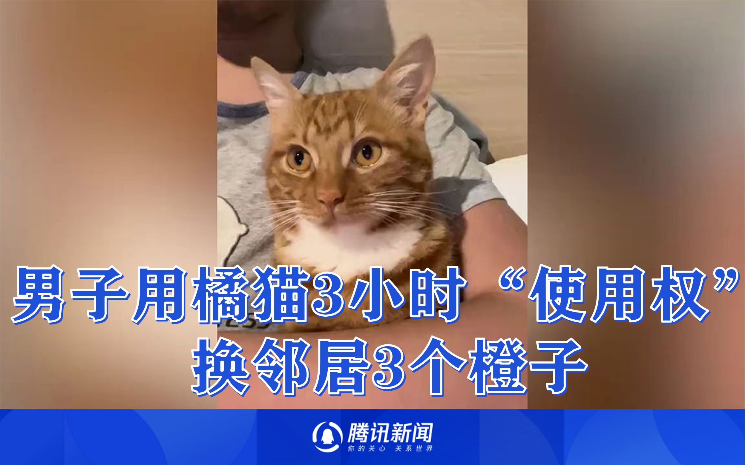 男子用橘猫3小时“使用权”换邻居3个橙子:想给别人带去安慰哔哩哔哩bilibili