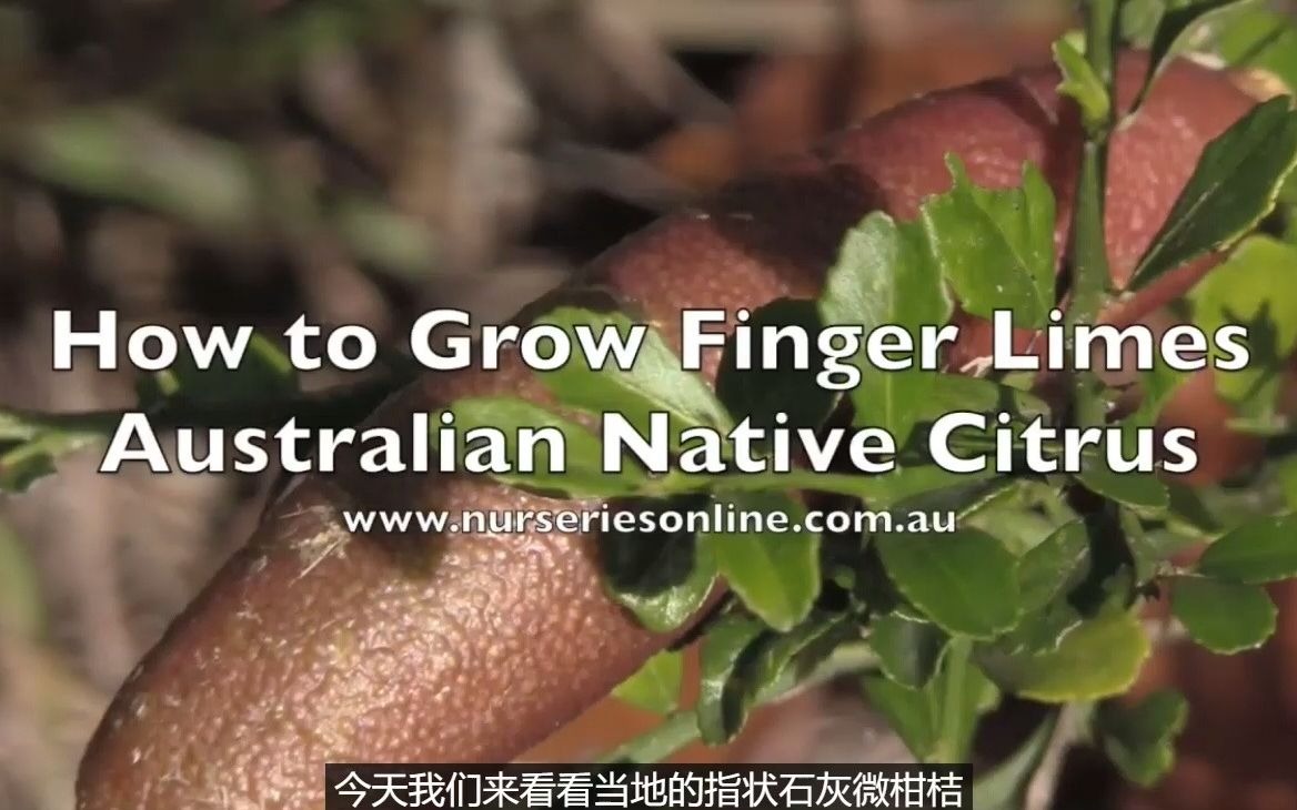 【转】如何种植澳洲指橙( Australian Finger Limes)哔哩哔哩bilibili