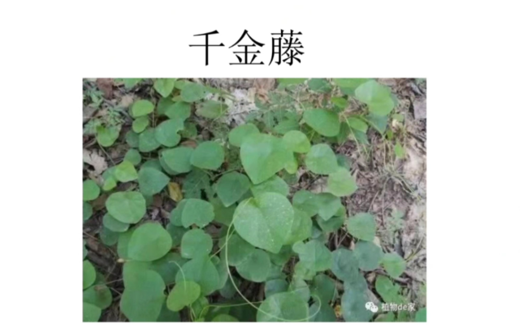 [图]常见药用植物