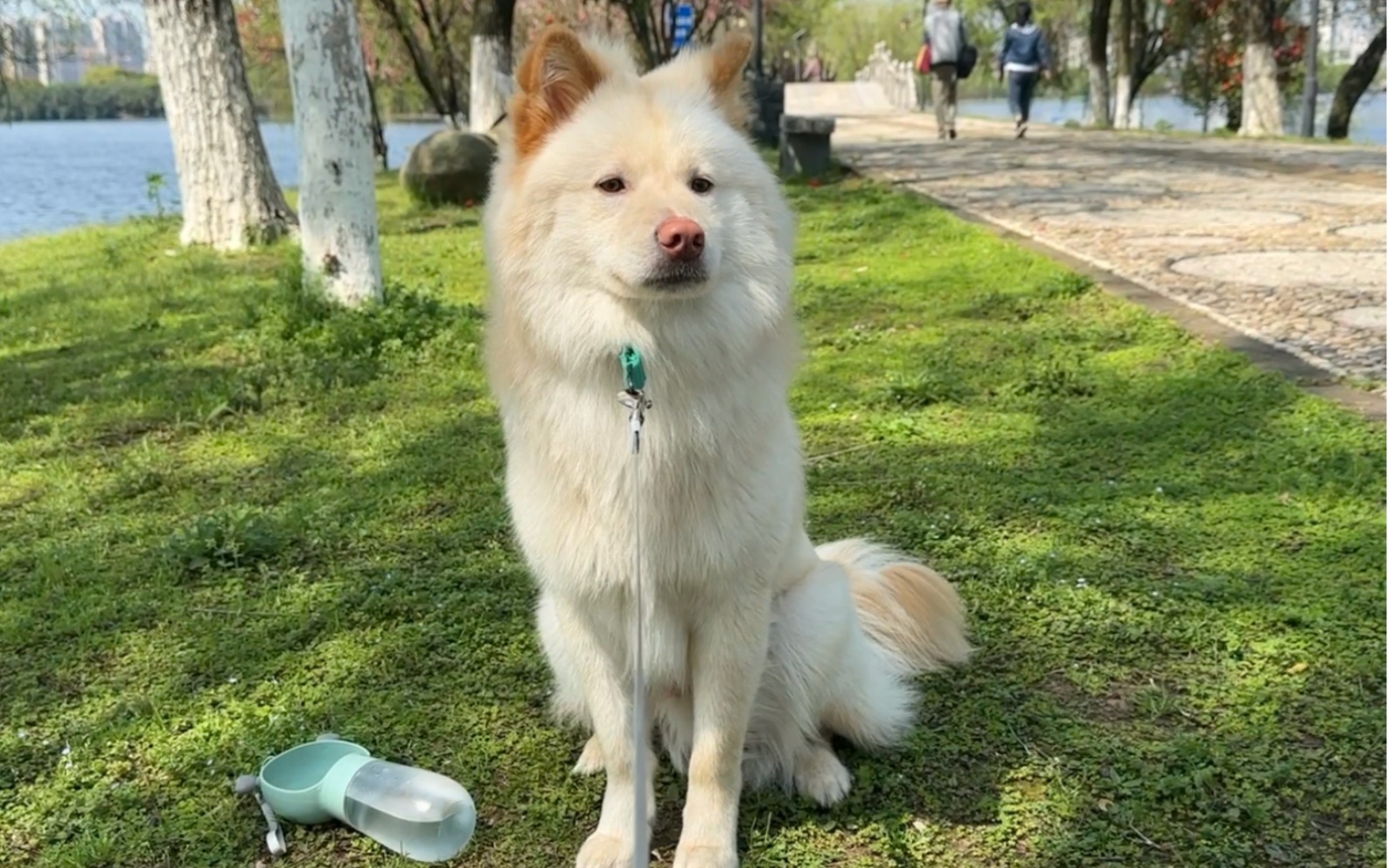 冷风宇宙:希望更多人能够认识中华田园犬土松……纯种土狗都是很好看