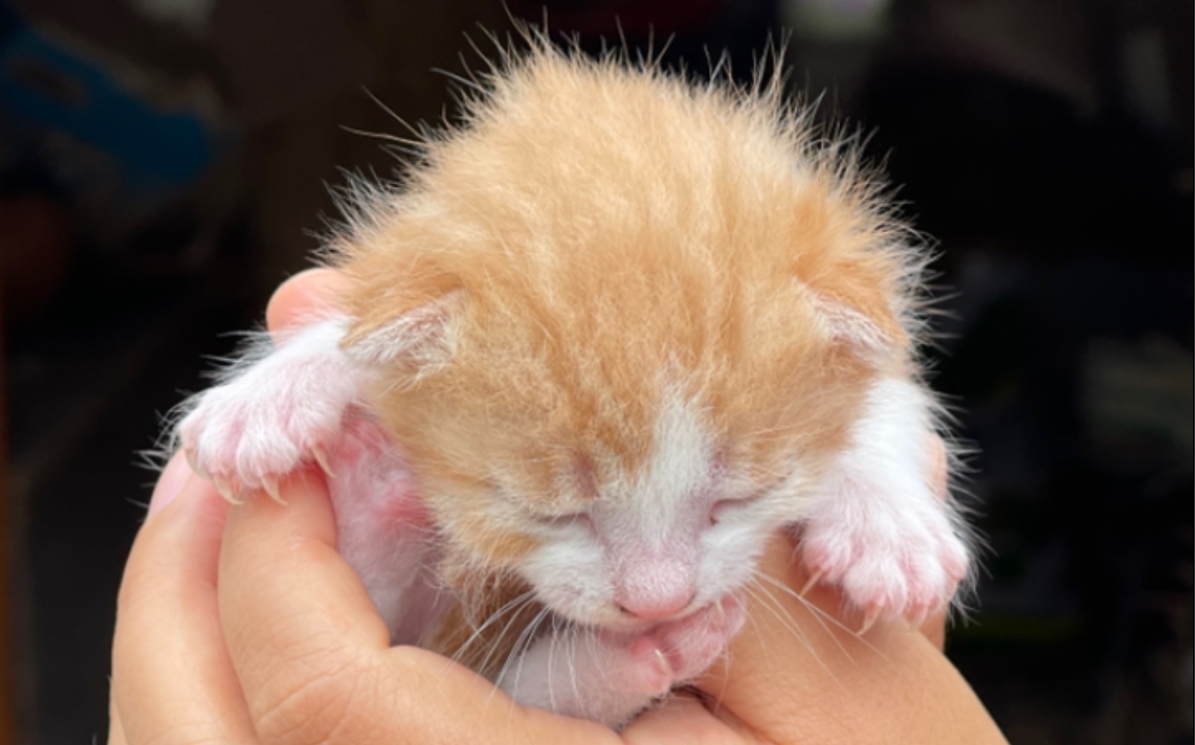 挠痒痒的小奶猫